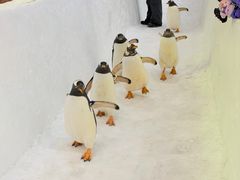 -广州热雪奇迹