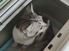 -艾贝尔宠物医院·狂犬免疫点(江山金象城店)