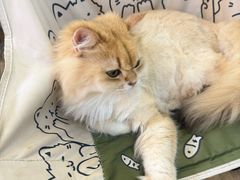 -李小姐の猫咖啡馆(五角场店)