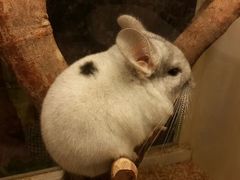 android_upload_pic-龙猫仔乐园(惠福东路店)