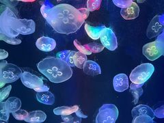 -海合安成都极地海洋公园