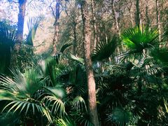 -铁山坪森林公园