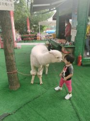 -萌宠亲子动物乐园(槐房万达店)