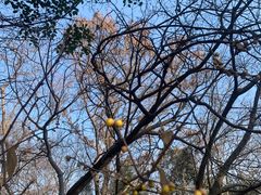 -南京市江宁方山