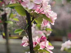 -海棠花溪(元大都城垣遗址公园)