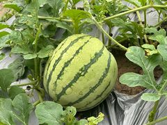 -尚果生态采摘园