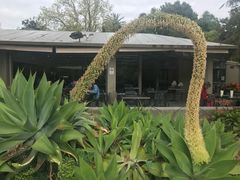-墨尔本皇家植物园