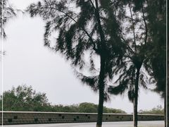 -宝安西湾红树林湿地公园