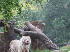 -北京野生动物园