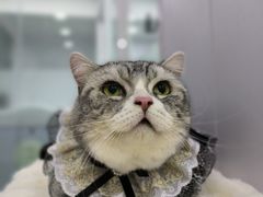-爱洗澡的猫(望京店)