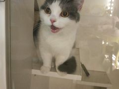 -70cat德文卷毛猫·缅因猫纯种猫舍