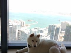 -柴犬小屋·柴餐厅·狗咖食堂(金鼎广场店)