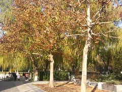 -莲花池公园