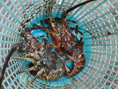 澳龙-喜相逢海鲜美食城(五邑平价农副产品批发市场店)