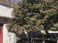 -青岛崂山太清宫