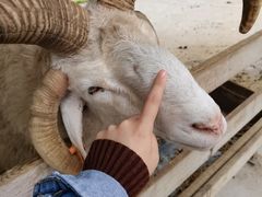 -都江堰玫瑰花溪谷