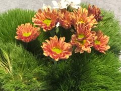 -南堂馆·新川菜(春熙路店)