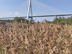 -芒洲湿地公园