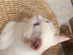 -飞行喵MR PILOT|猫舍·猫咖(静安大融城店)
