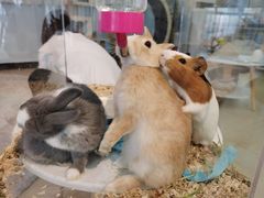 -喵宠乐园·撸猫互动·猫舍