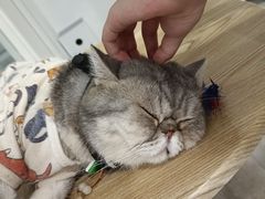 -楼上猫咖(罗湖店)
