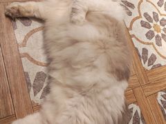 -猫猫幼稚园·撸猫·桌游·电玩