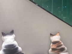 -飞行喵MR PILOT|猫舍·猫咖(静安大融城店)