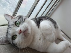 -有喵·猫咖·狗咖·30几只猫10只小狗(岗厦店)