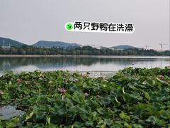 -羊山湖公园