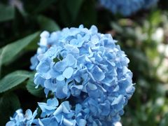 -莲花山公园