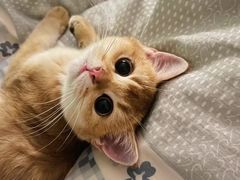 -中农大我爱我爱动物医院·核磁CT·猫病·24小时夜诊中心(石佛营店)
