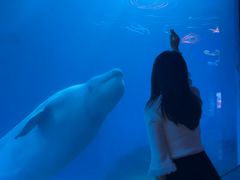 -海合安成都极地海洋公园