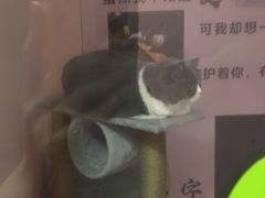 -神盾局密室逃脱(in77店)