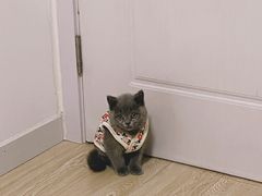 -喵zoo家庭繁育猫舍(尖东智能花园店)
