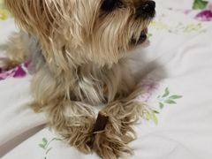 -宠福鑫康馨动物医院·骨科·眼科