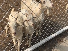 -大连铭湖国际观光牧场
