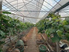 -马陆小张葡萄园农家乐