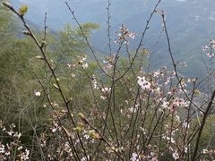 -四明山国家森林公园
