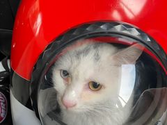 -佳雯宠物医院(金华南路分院)