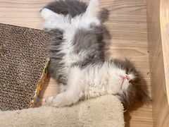 -屋虎猫馆(宝安大仟里店)