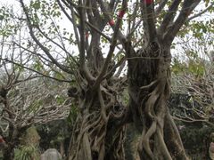 -云南勐巴娜西珍奇园