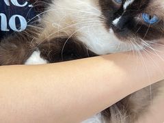 -藏猫猫咖啡主题馆(中央大道店)