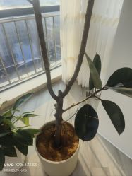 -HEYAN荷妍专业脱毛连锁机构