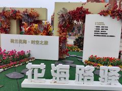 -荷兰花海