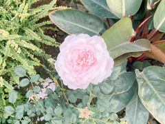 -Jo's Garden