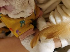 -猫腻·猫咖·撸猫馆(星光大道店)