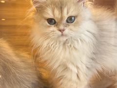 -猫十亿·布偶金渐层·曼基康矮脚猫舍(青年路店)