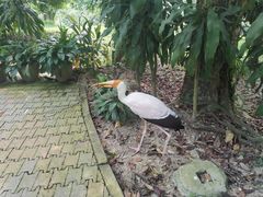 -吉隆坡雀鸟公园