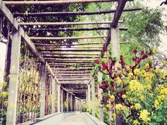 iphone_upload_pic-南汇桃花村