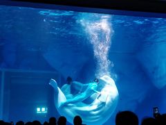 人鱼表演-上海海昌海洋公园